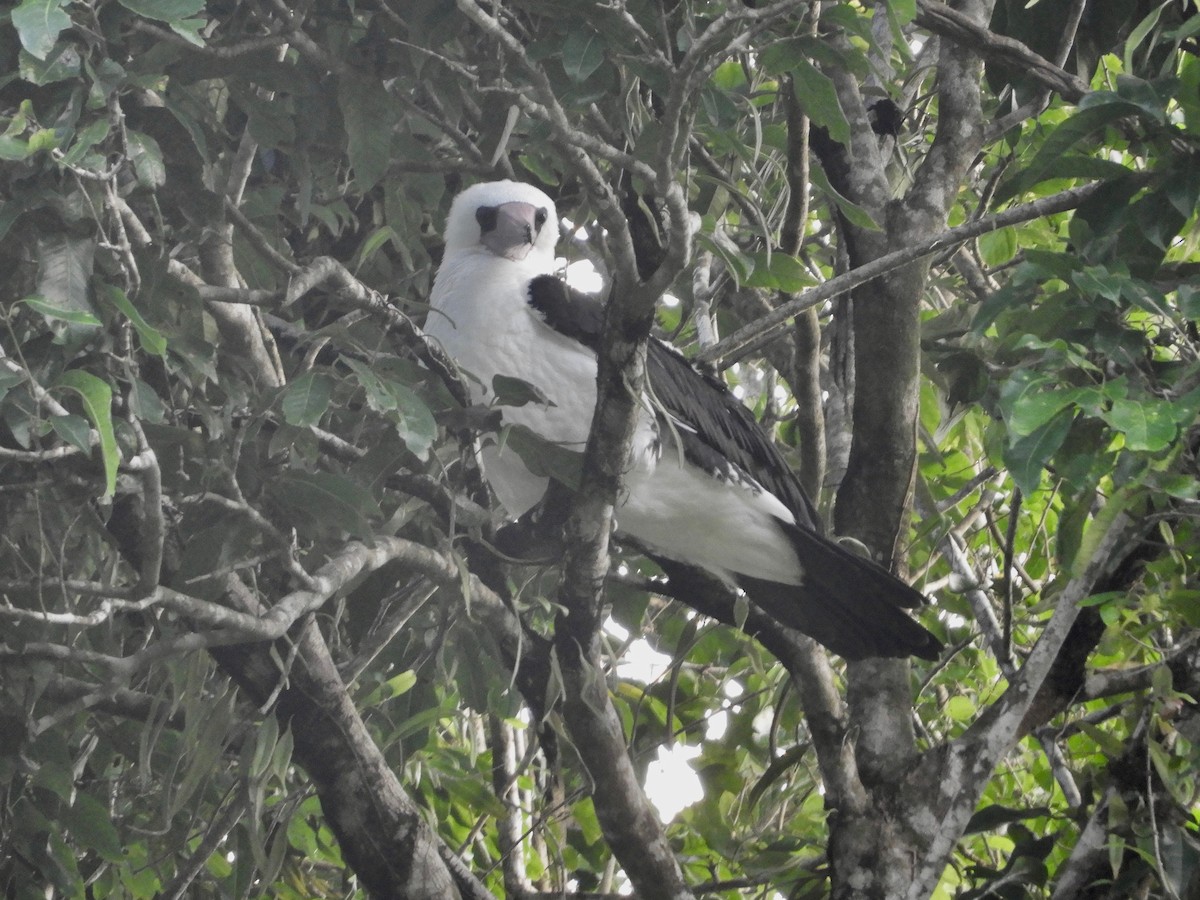 Abbott's Booby - ML453648281