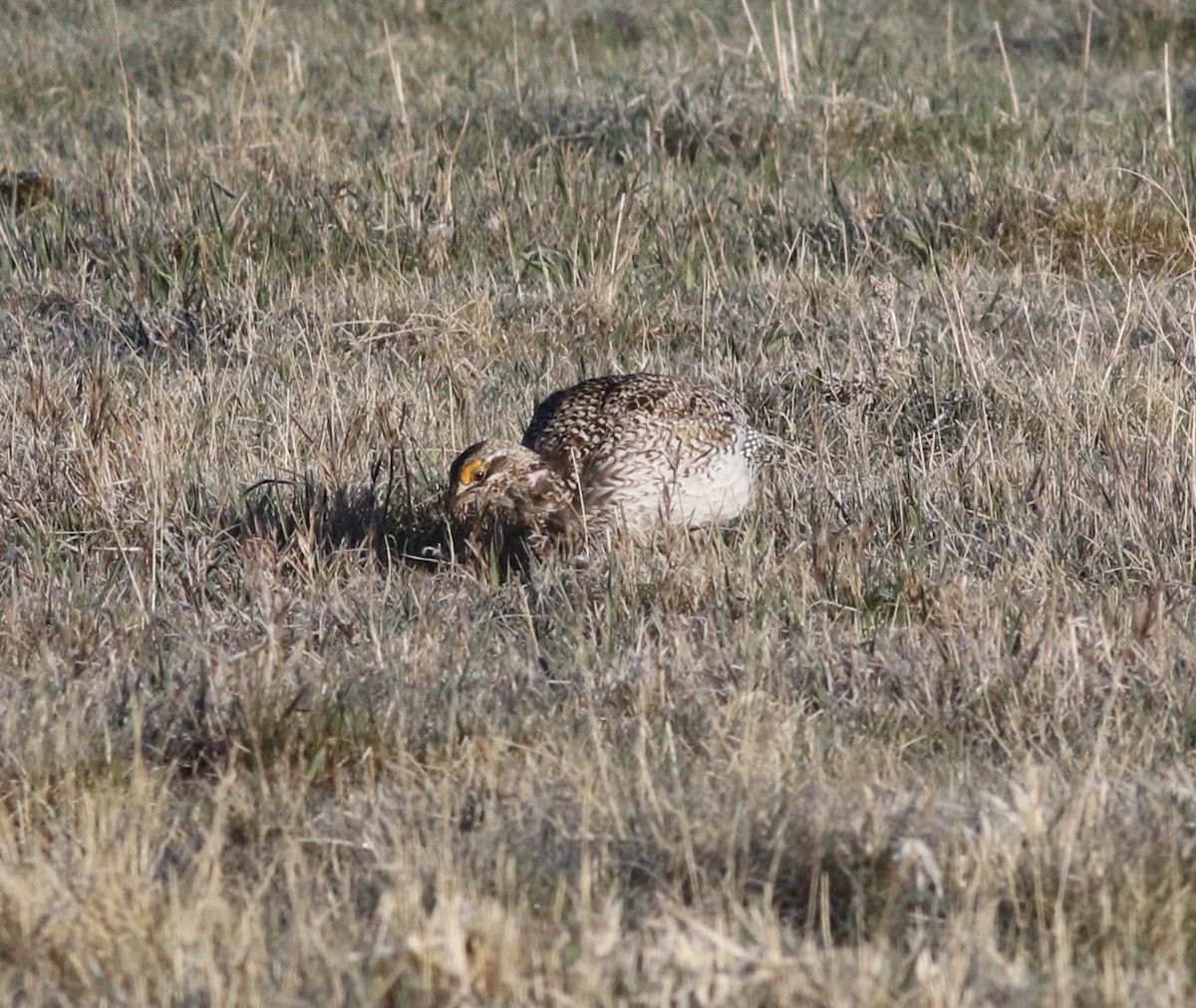 Sharp-tailed Grouse - ML453648421