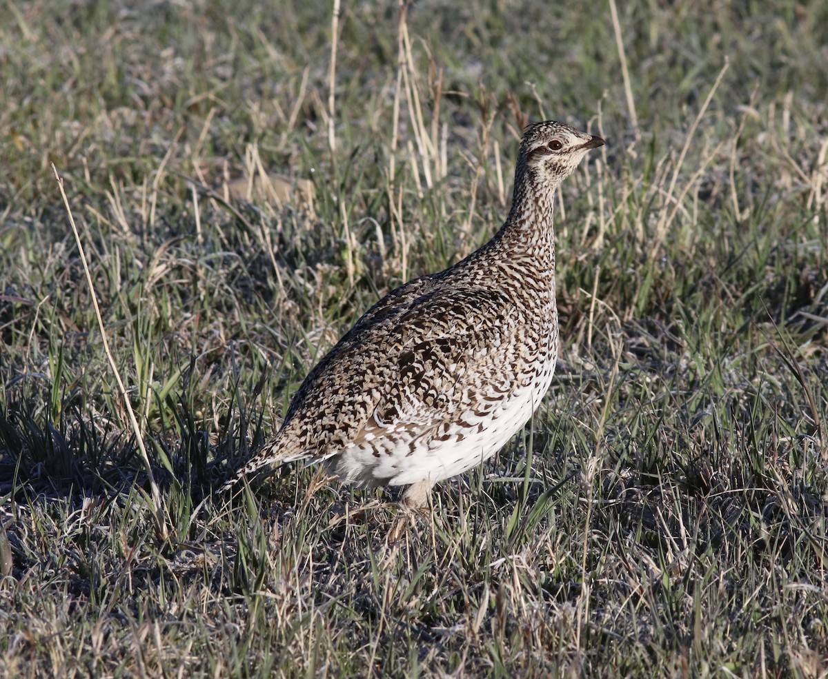 Sharp-tailed Grouse - ML453648431