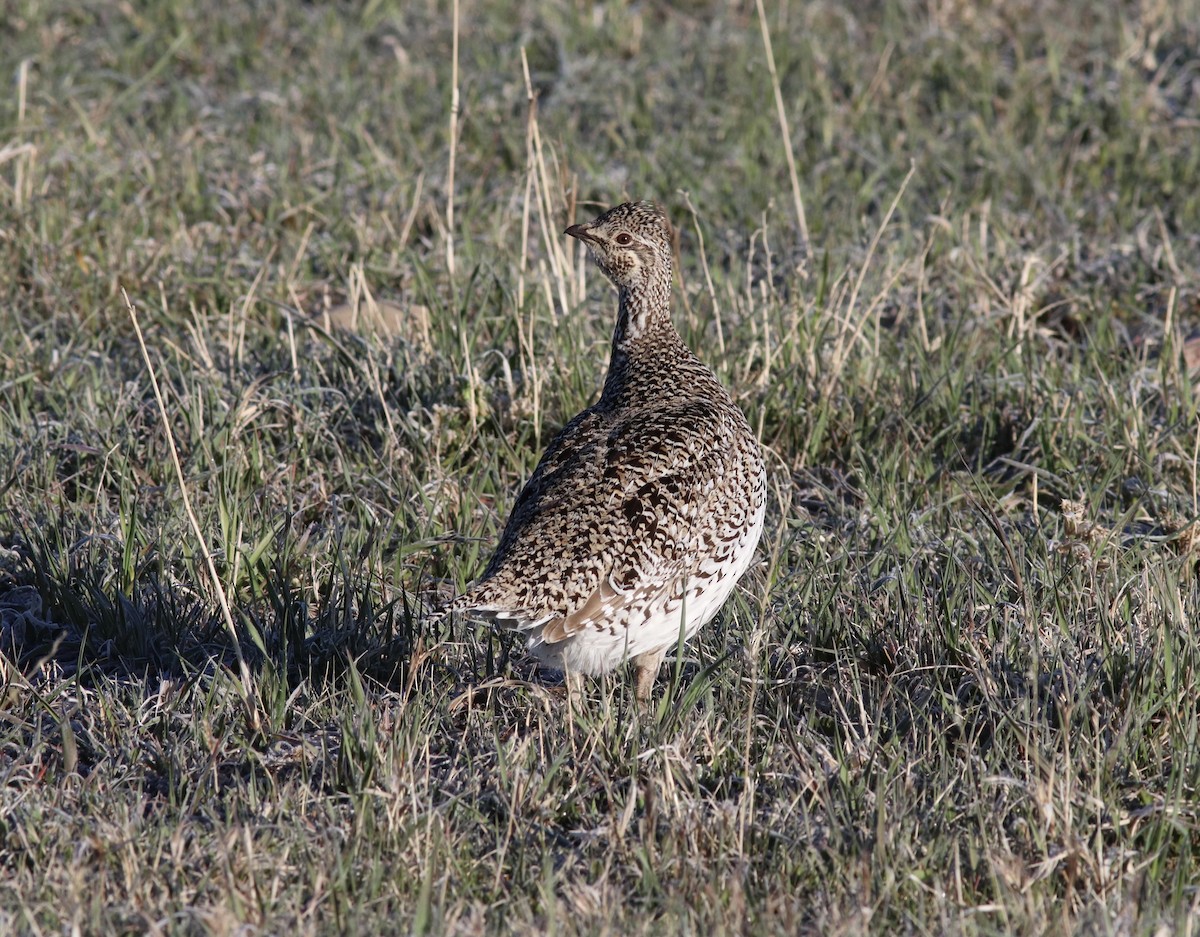 Sharp-tailed Grouse - ML453648441