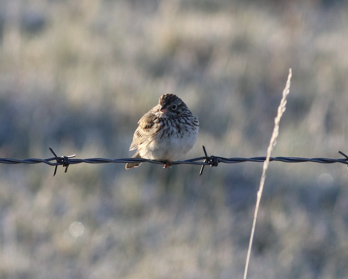 Vesper Sparrow - ML453648541