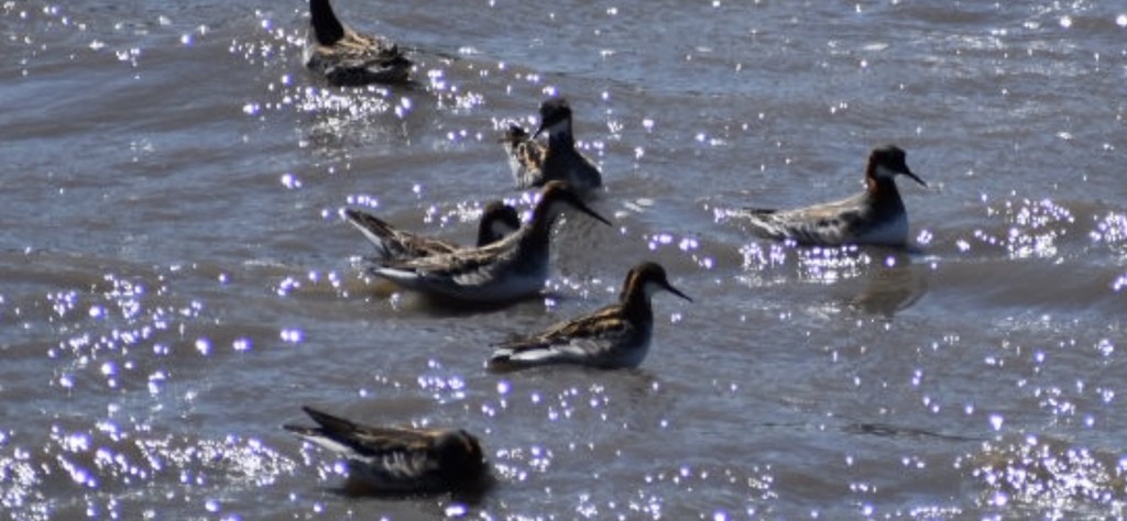 Red-necked Phalarope - ML453648831