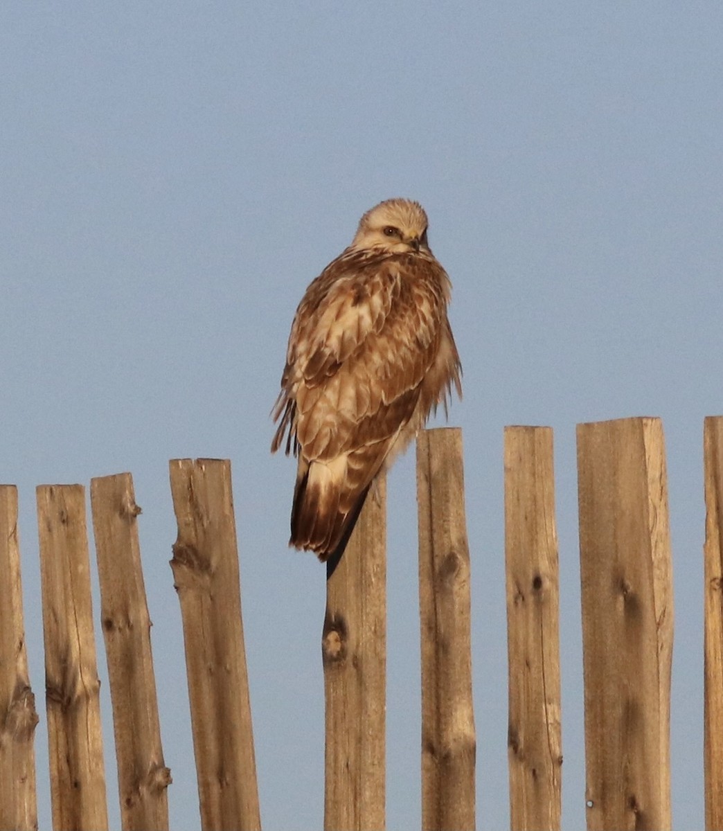 Raufußbussard - ML453648921