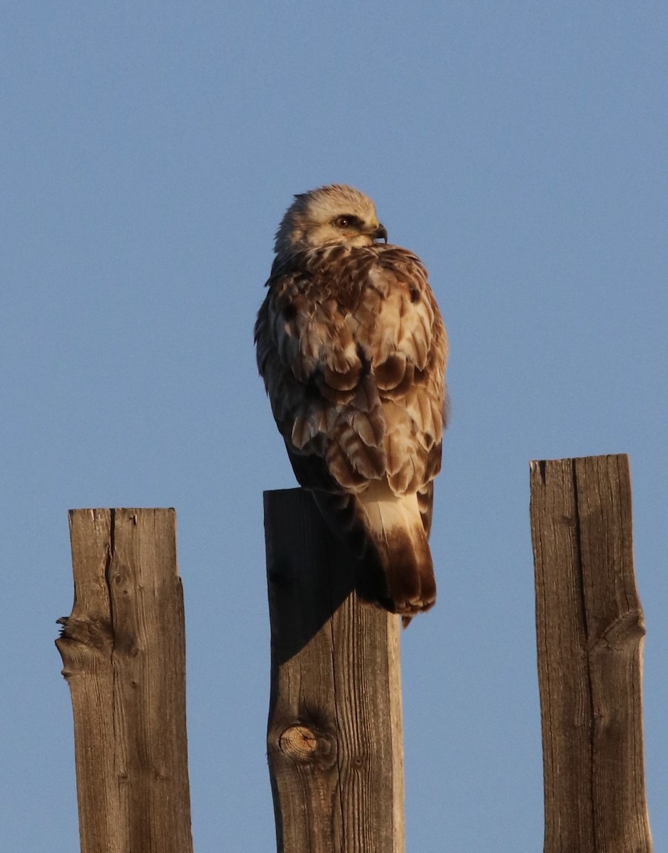 Rough-legged Hawk - ML453648931