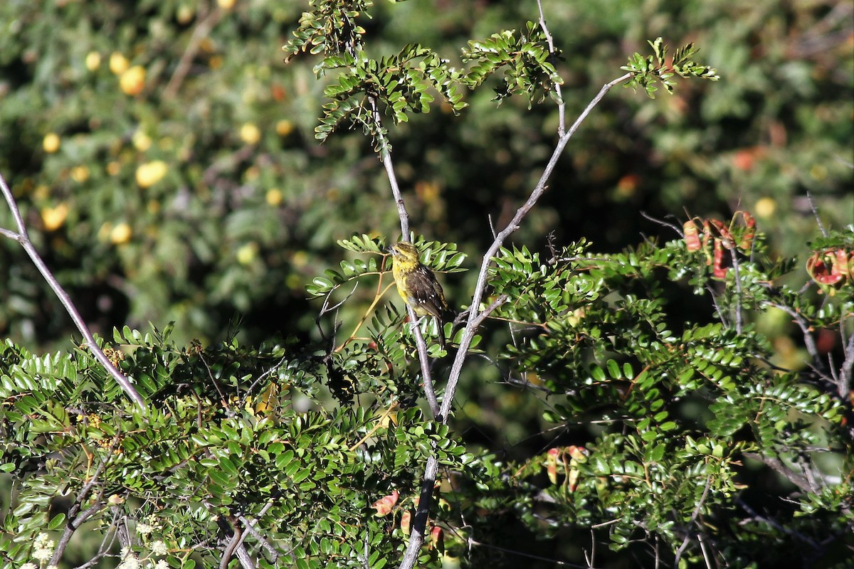 Cardinal à tête jaune - ML453649031