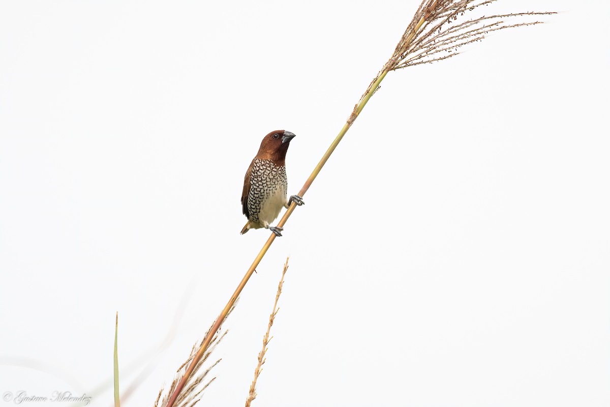 Scaly-breasted Munia - ML453649091