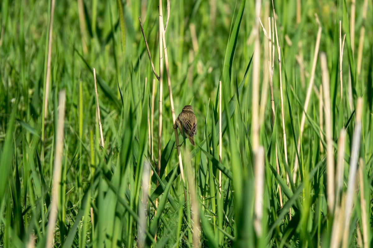 Sedge Warbler - ML453650421