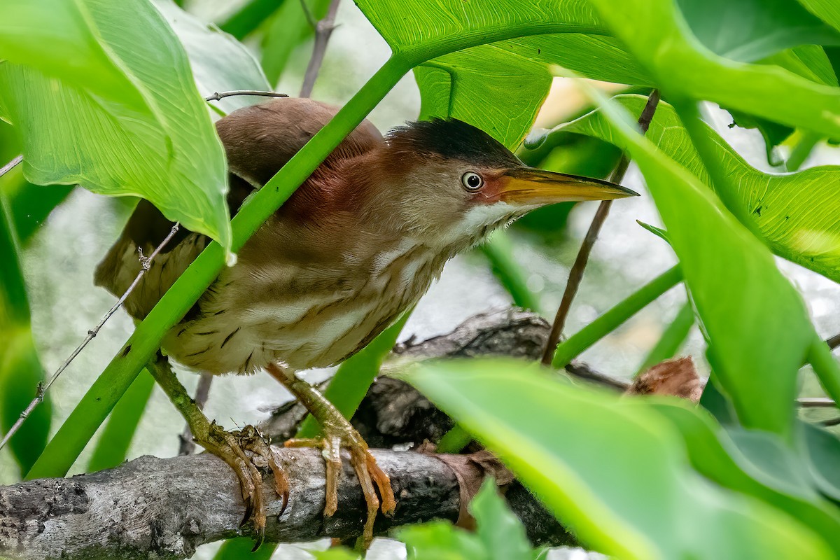 Least Bittern - ML453650691