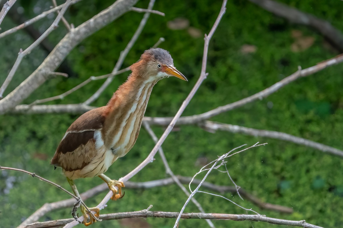 Least Bittern - ML453650721