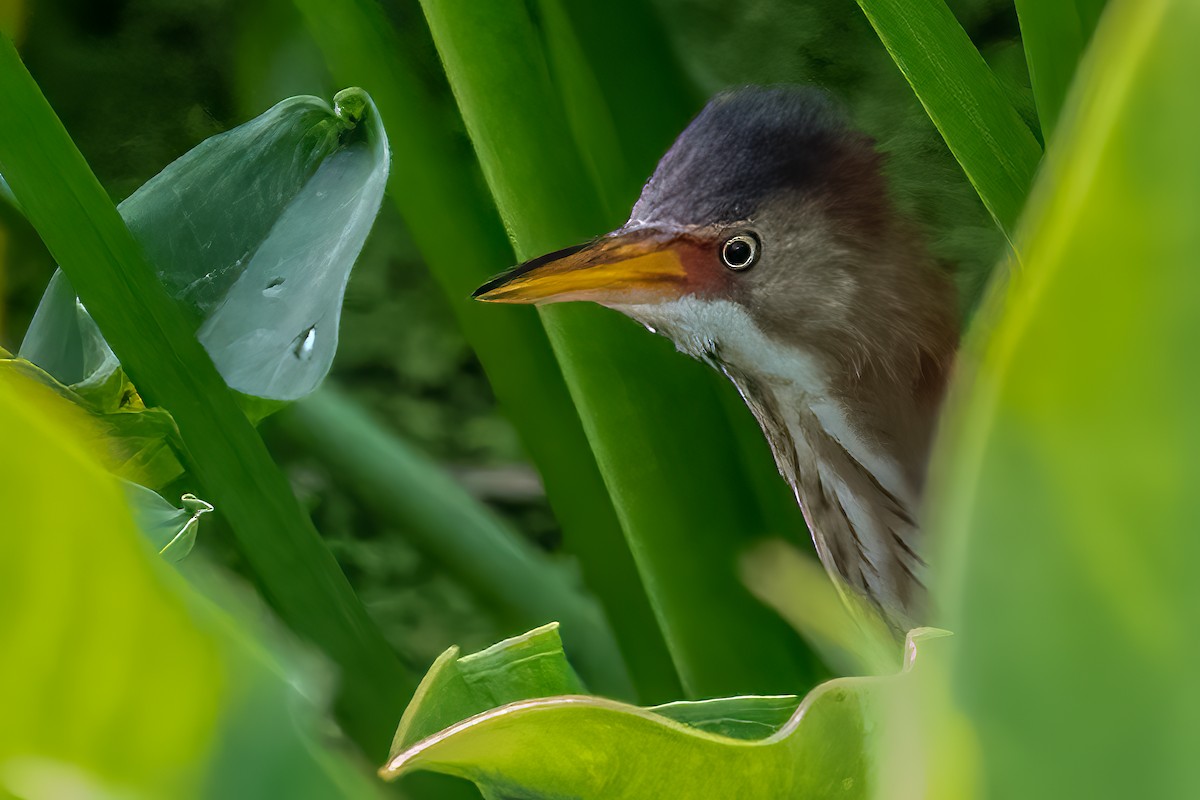 Least Bittern - ML453650731