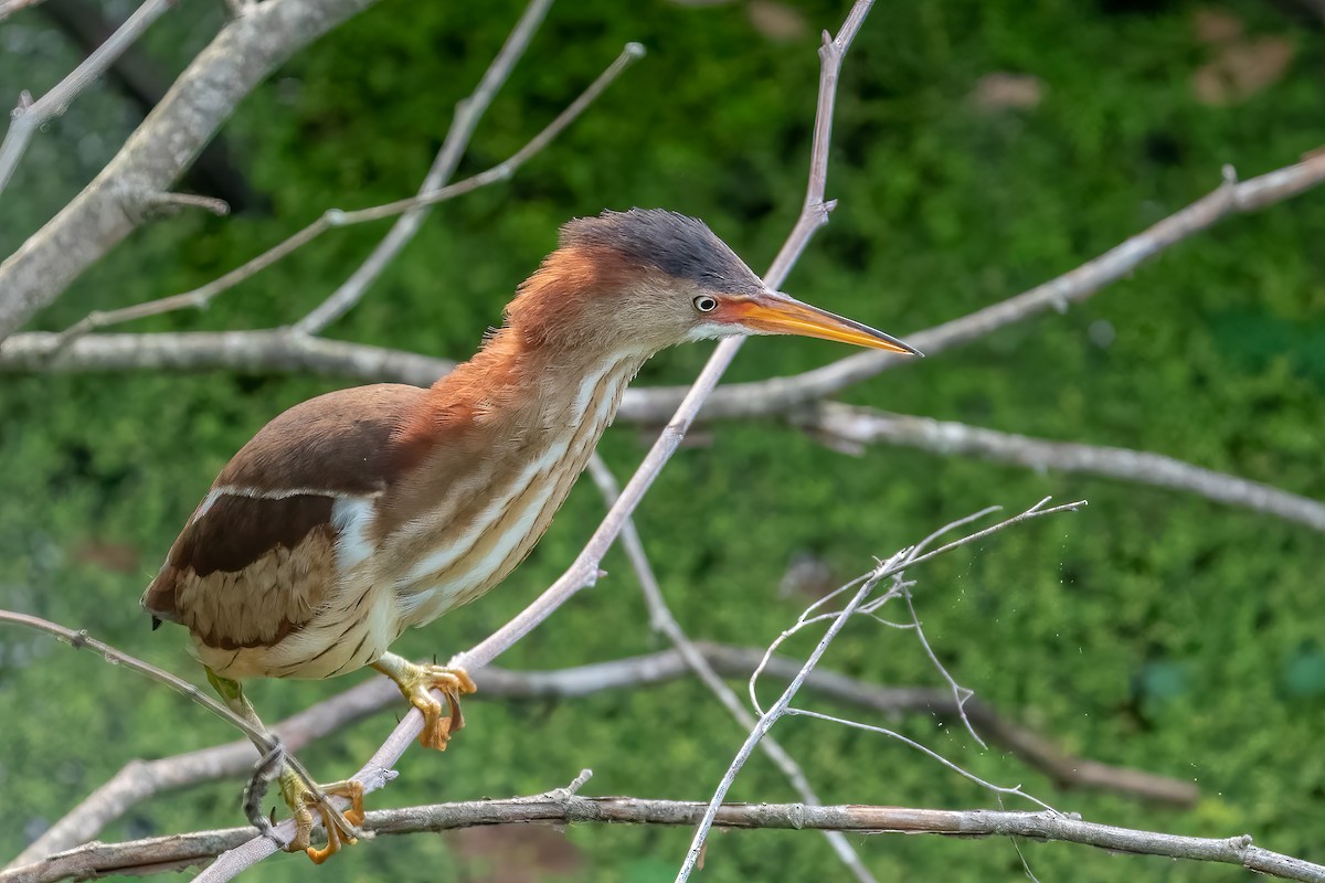 Least Bittern - ML453650751