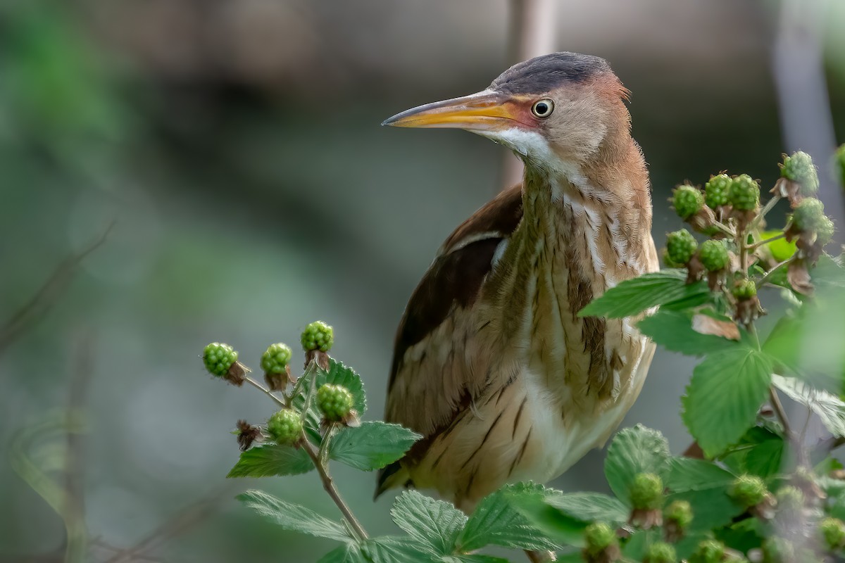 Least Bittern - Bill Wood