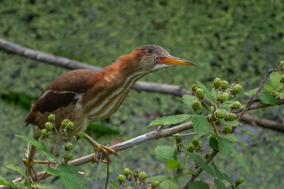 Least Bittern - ML453650891