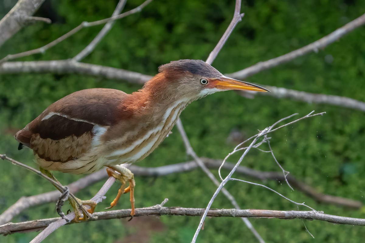 Least Bittern - ML453650901