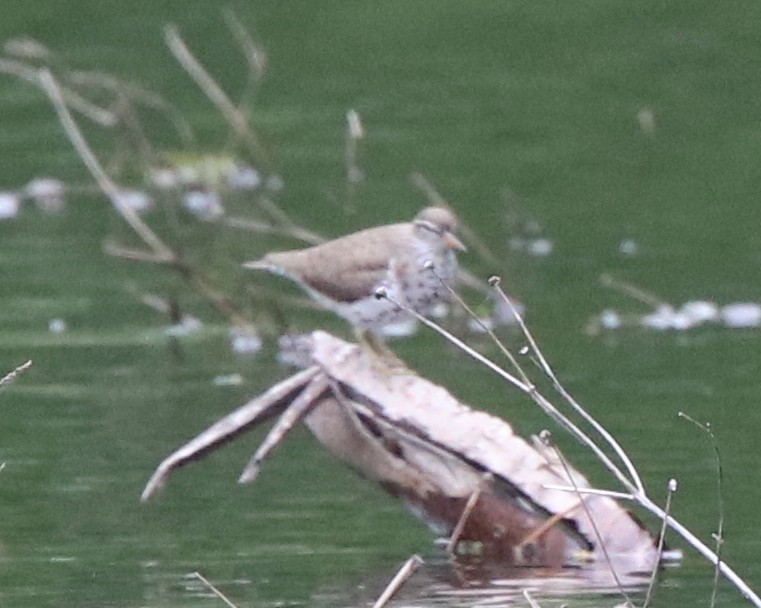 Spotted Sandpiper - ML453651231