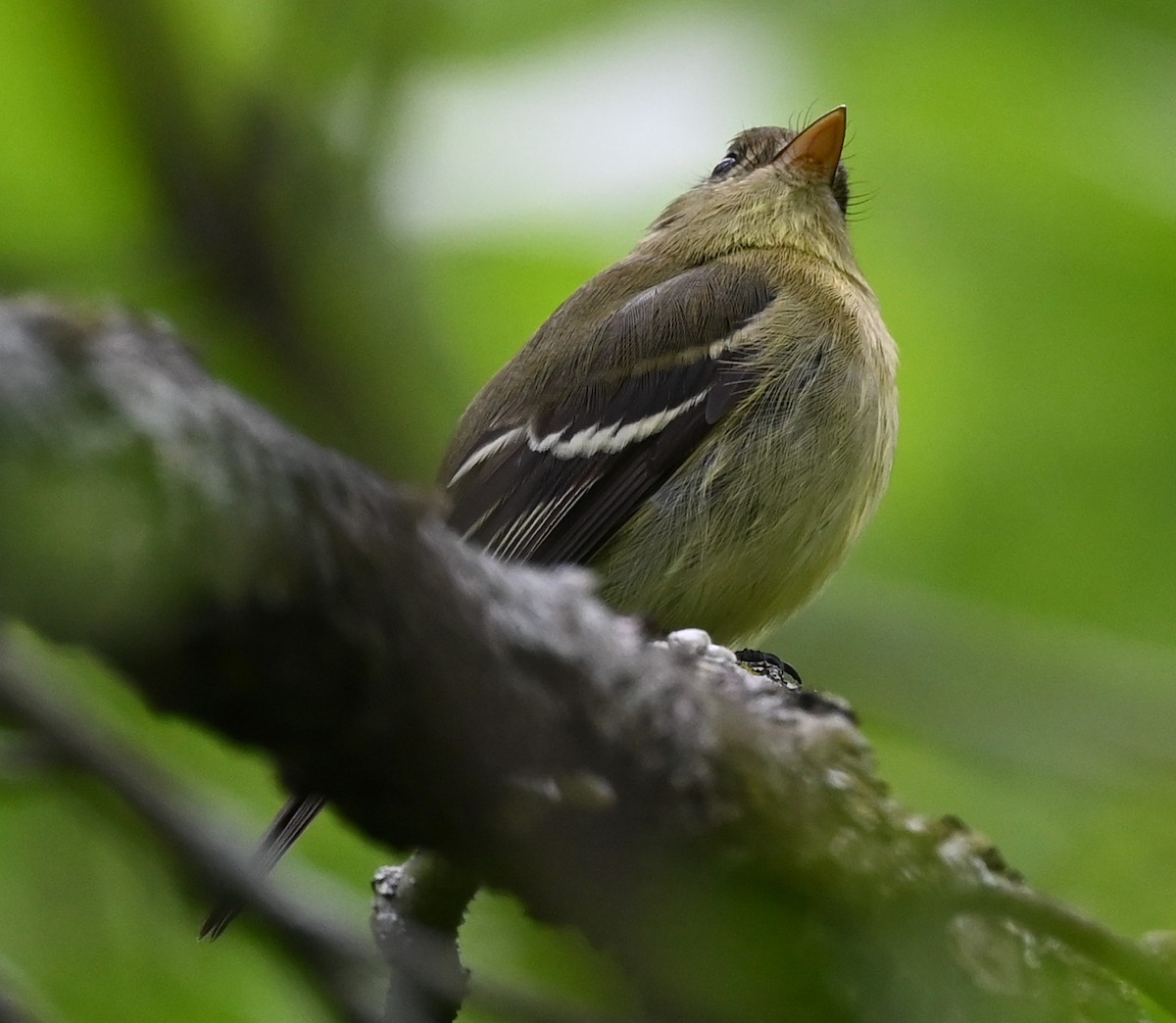 Yellow-bellied Flycatcher - ML453651301