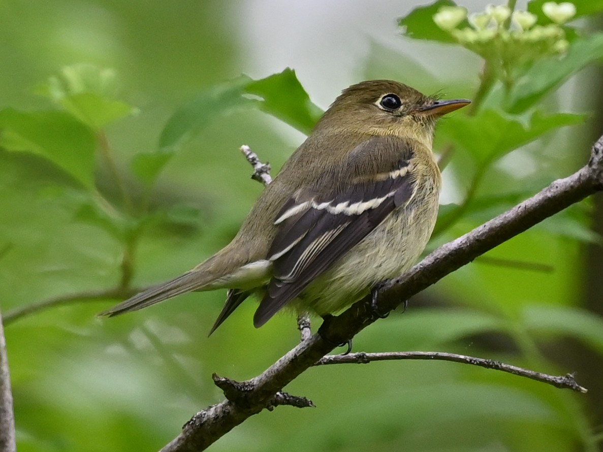Yellow-bellied Flycatcher - ML453651321