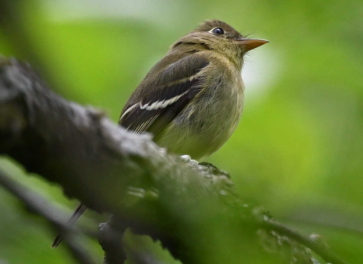 Yellow-bellied Flycatcher - ML453651341