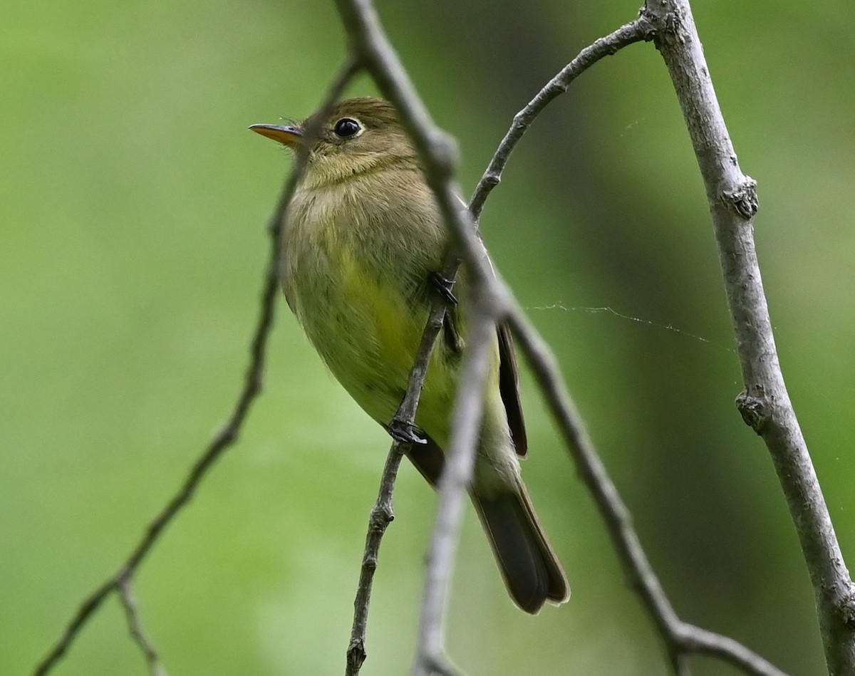 Yellow-bellied Flycatcher - ML453651361