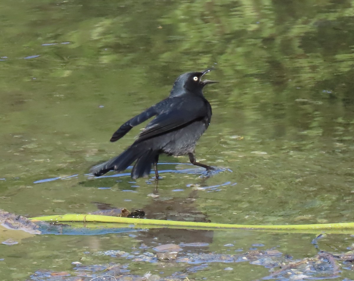 Rusty Blackbird - Charlotte (Charlie) Sartor