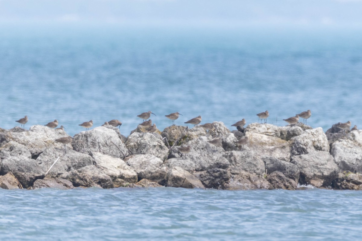 Whimbrel (Hudsonian) - ML453653651
