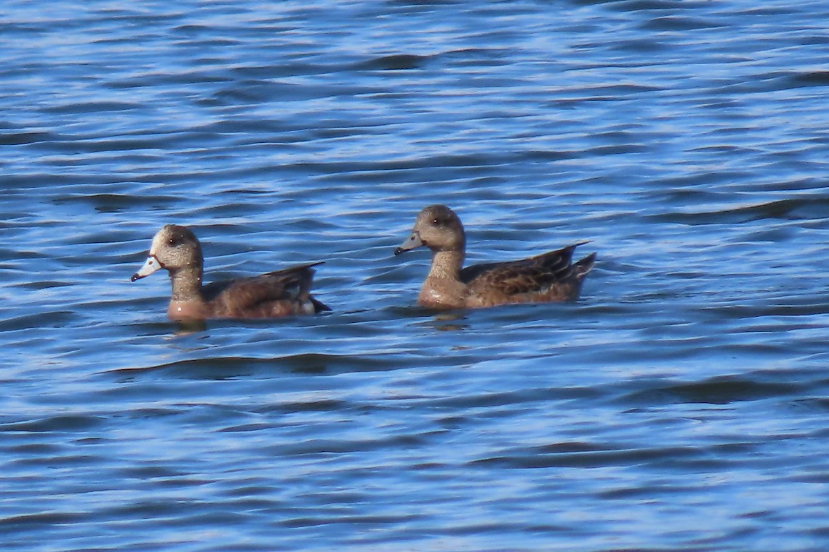 American Wigeon - ML453653811