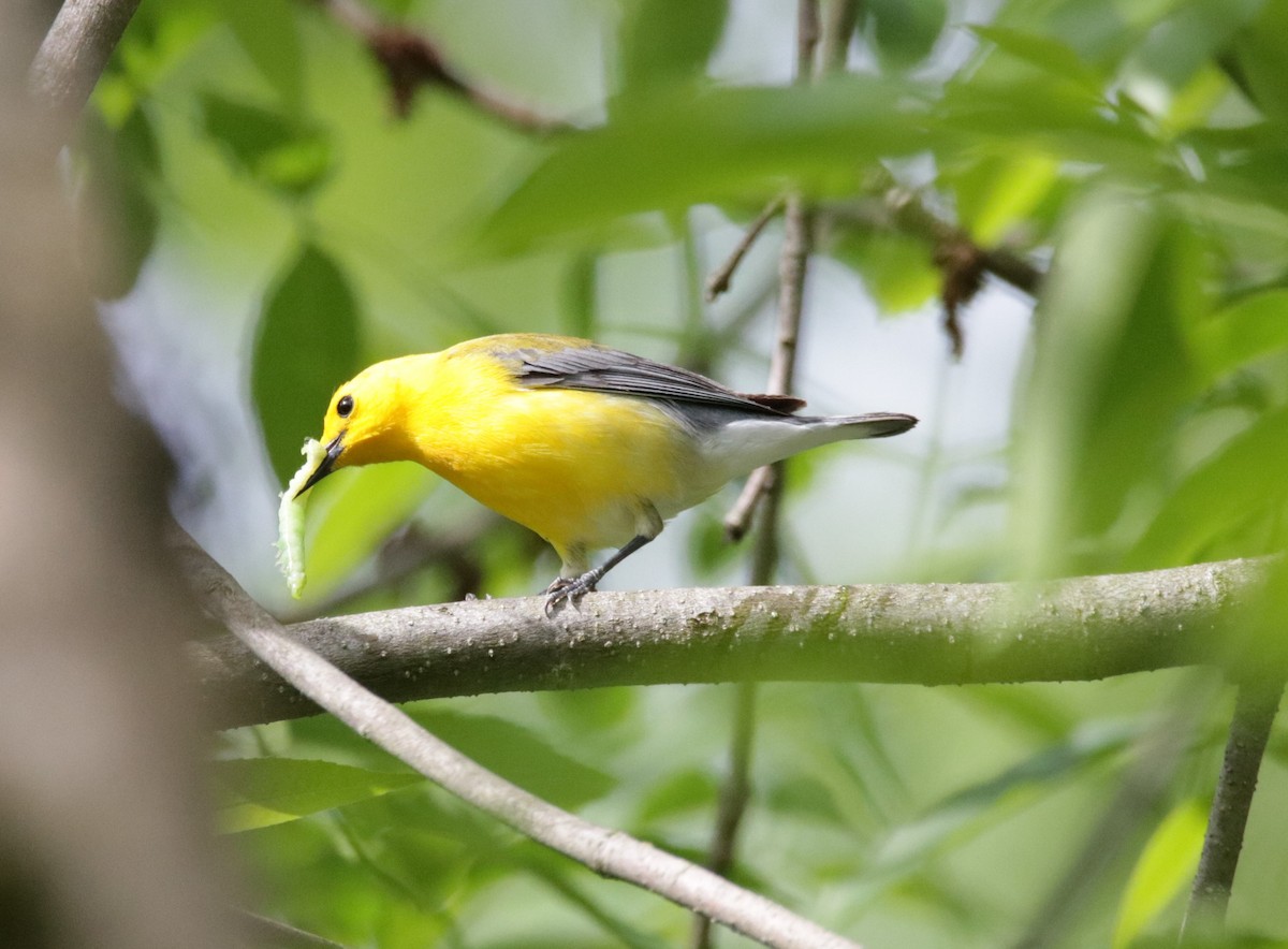 Prothonotary Warbler - Kate Schnurr