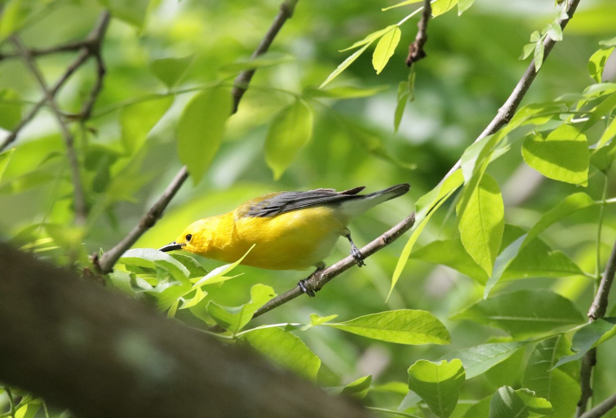 Prothonotary Warbler - Kate Schnurr