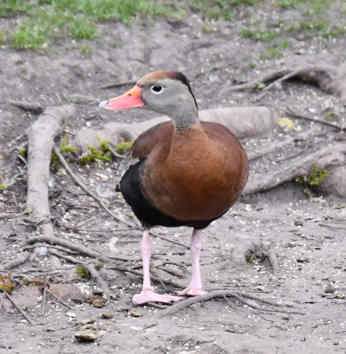 Black-bellied Whistling-Duck - Joshua Erdman