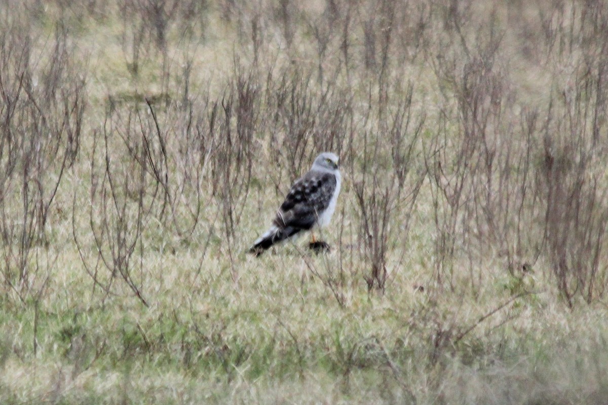 Northern Harrier - ML453657531