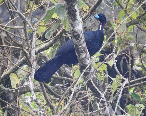 Wattled Guan - ML45365931