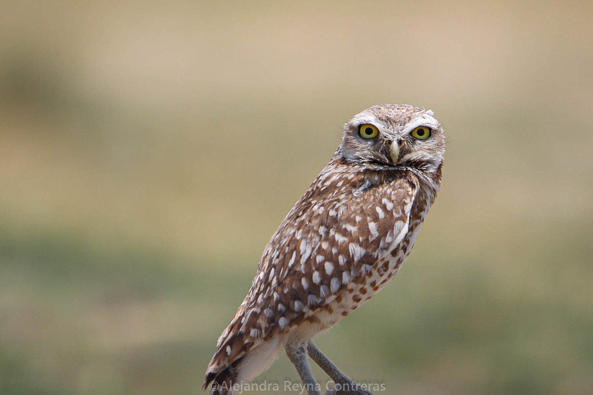 Burrowing Owl - ML453659761