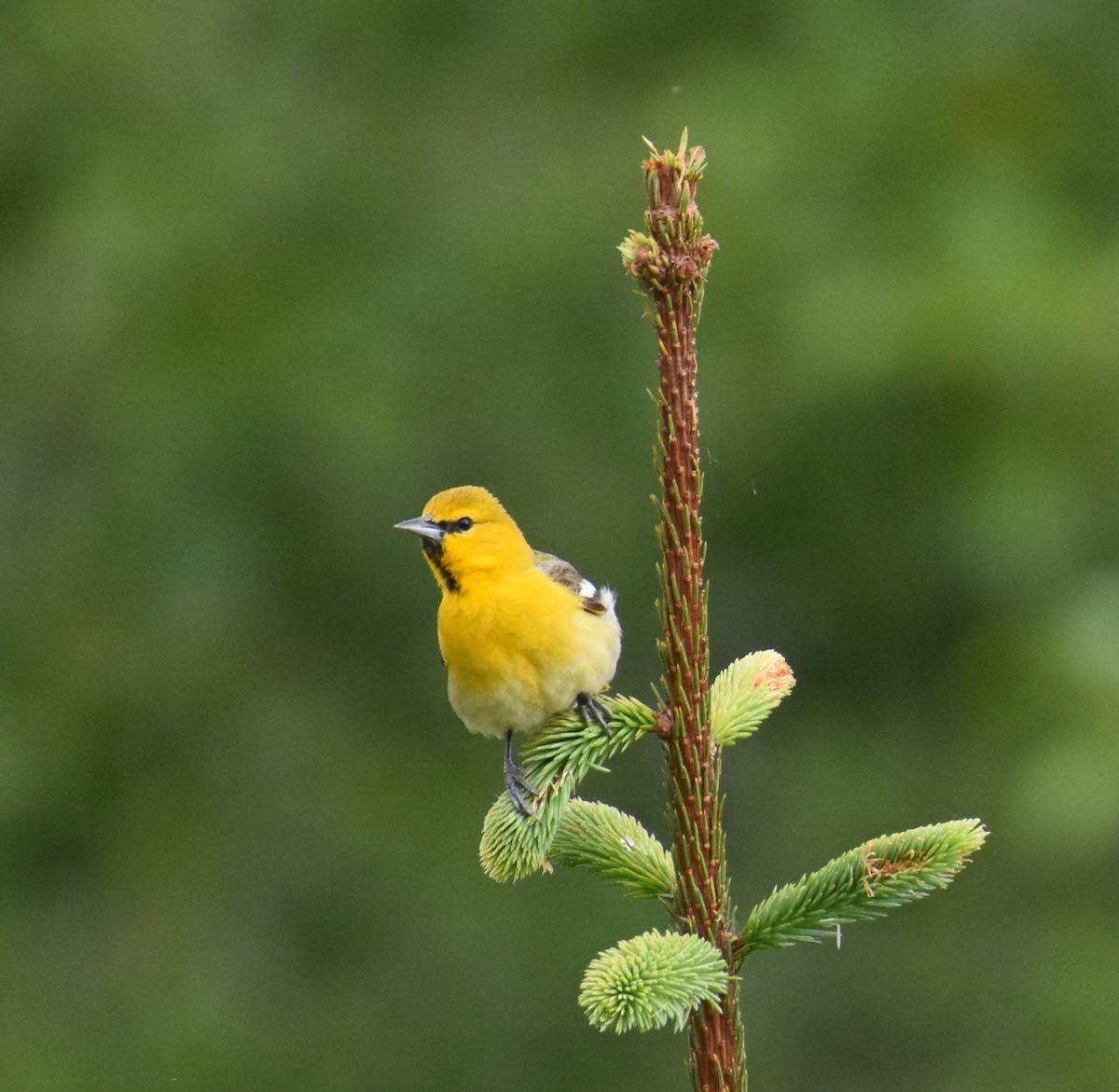 Bullock's Oriole - ML453660381