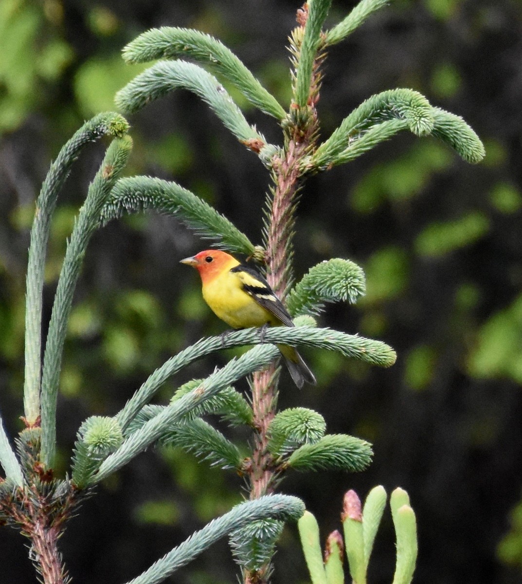 Western Tanager - ML453660441