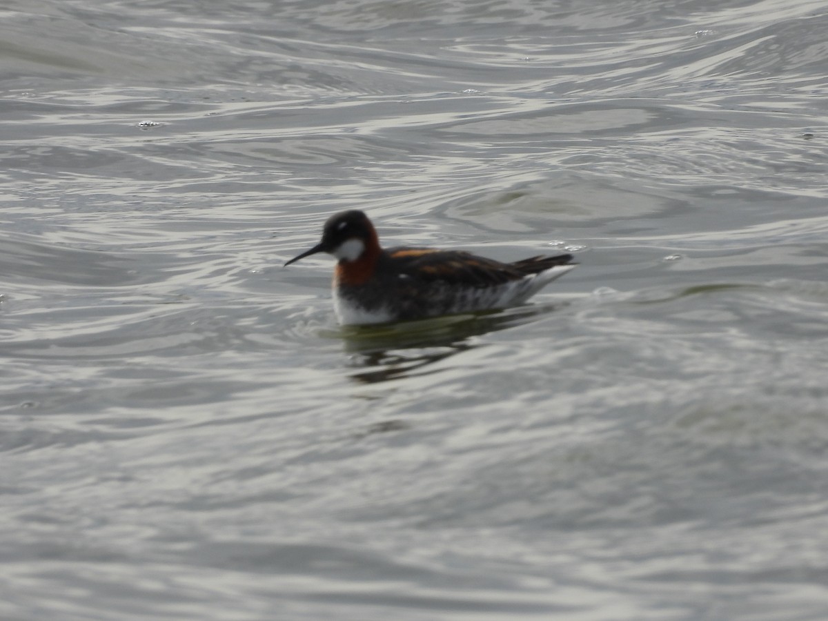 Red-necked Phalarope - Carl Lundblad