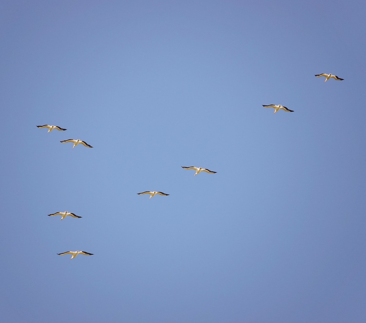 American White Pelican - ML453663871