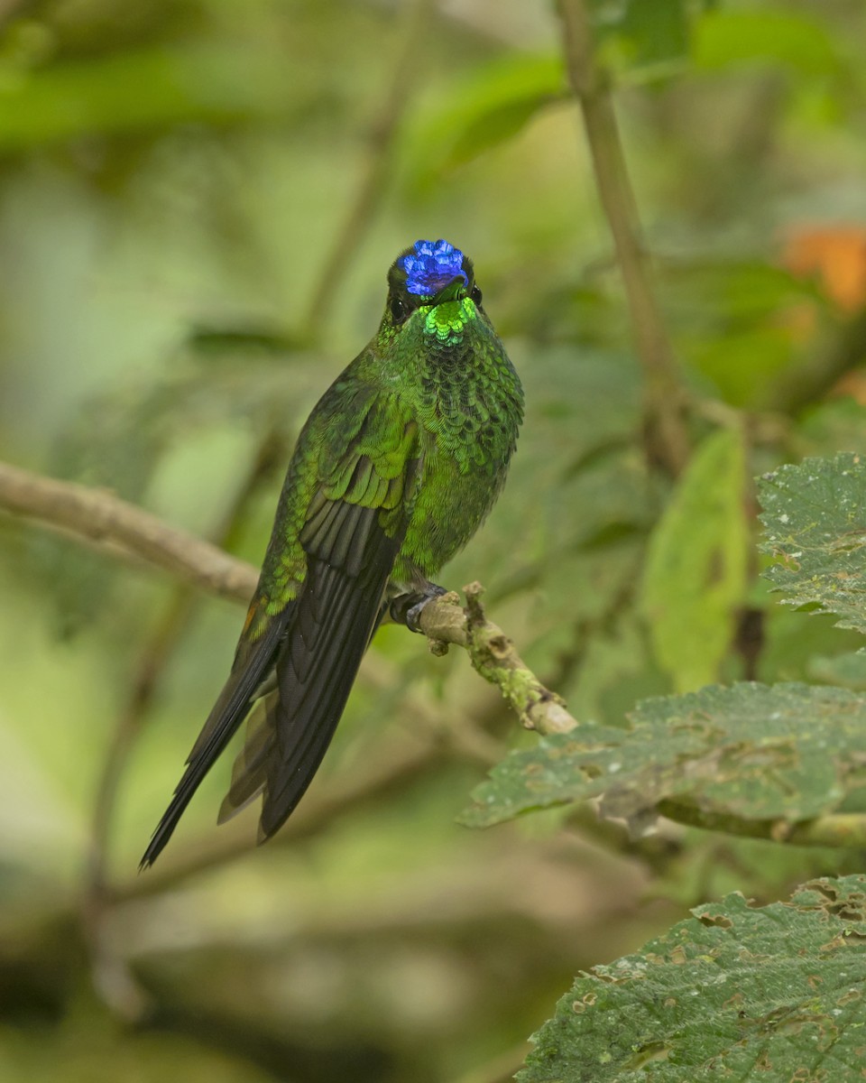 Violet-fronted Brilliant - ML453664041