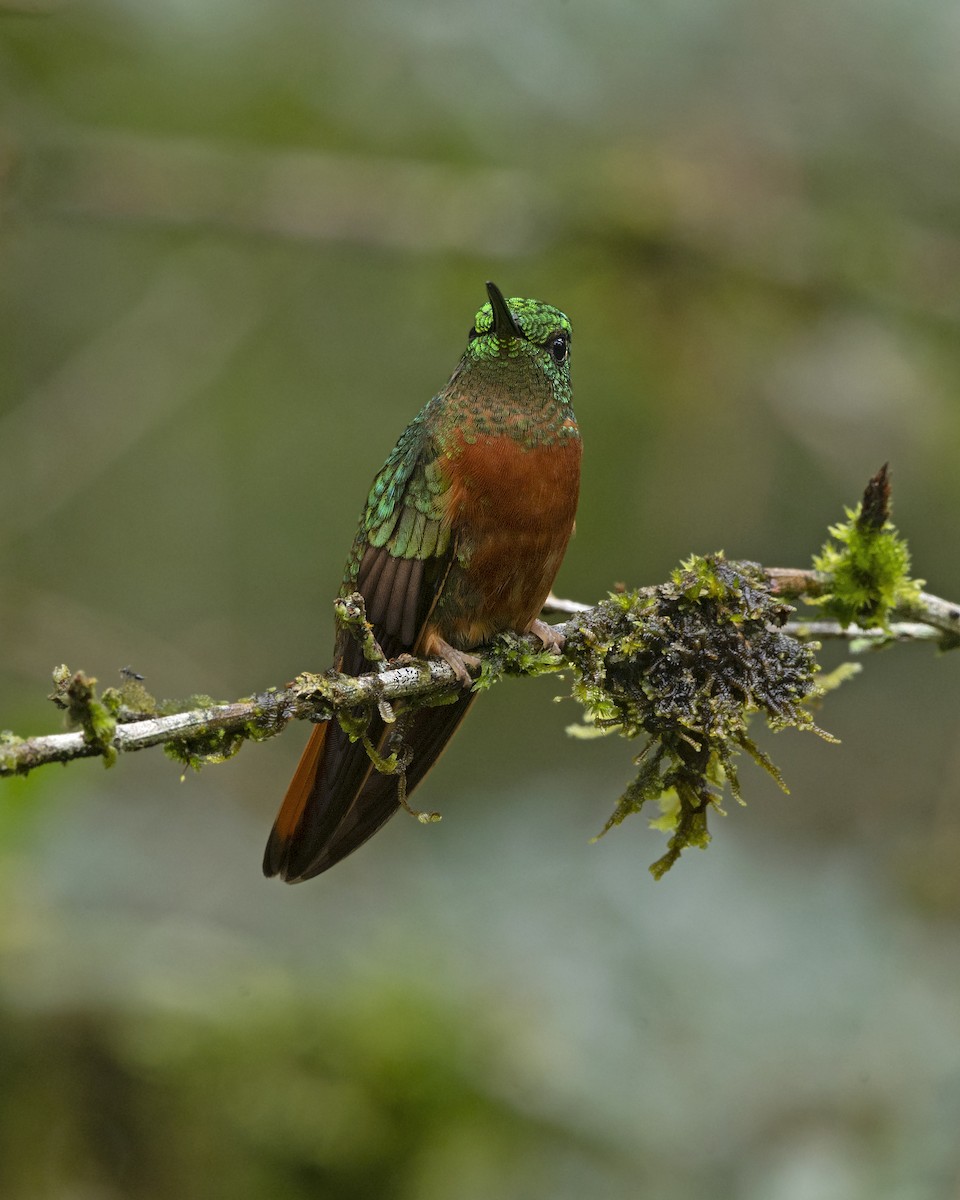 Chestnut-breasted Coronet - Fisher Chavez - COAP-CUSCO Tunkiwasi lodge.