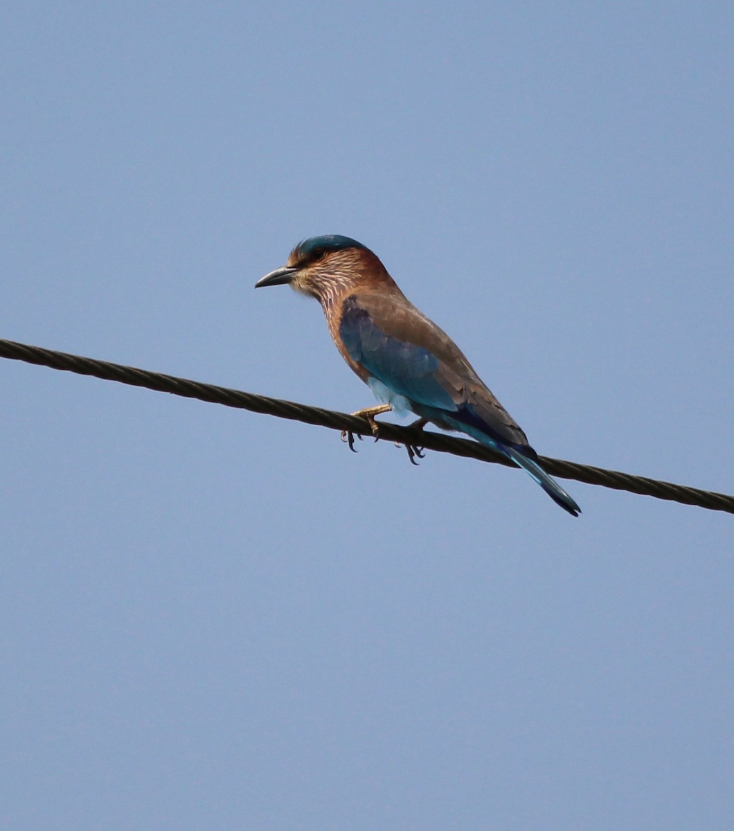 Indian Roller - ML45366421