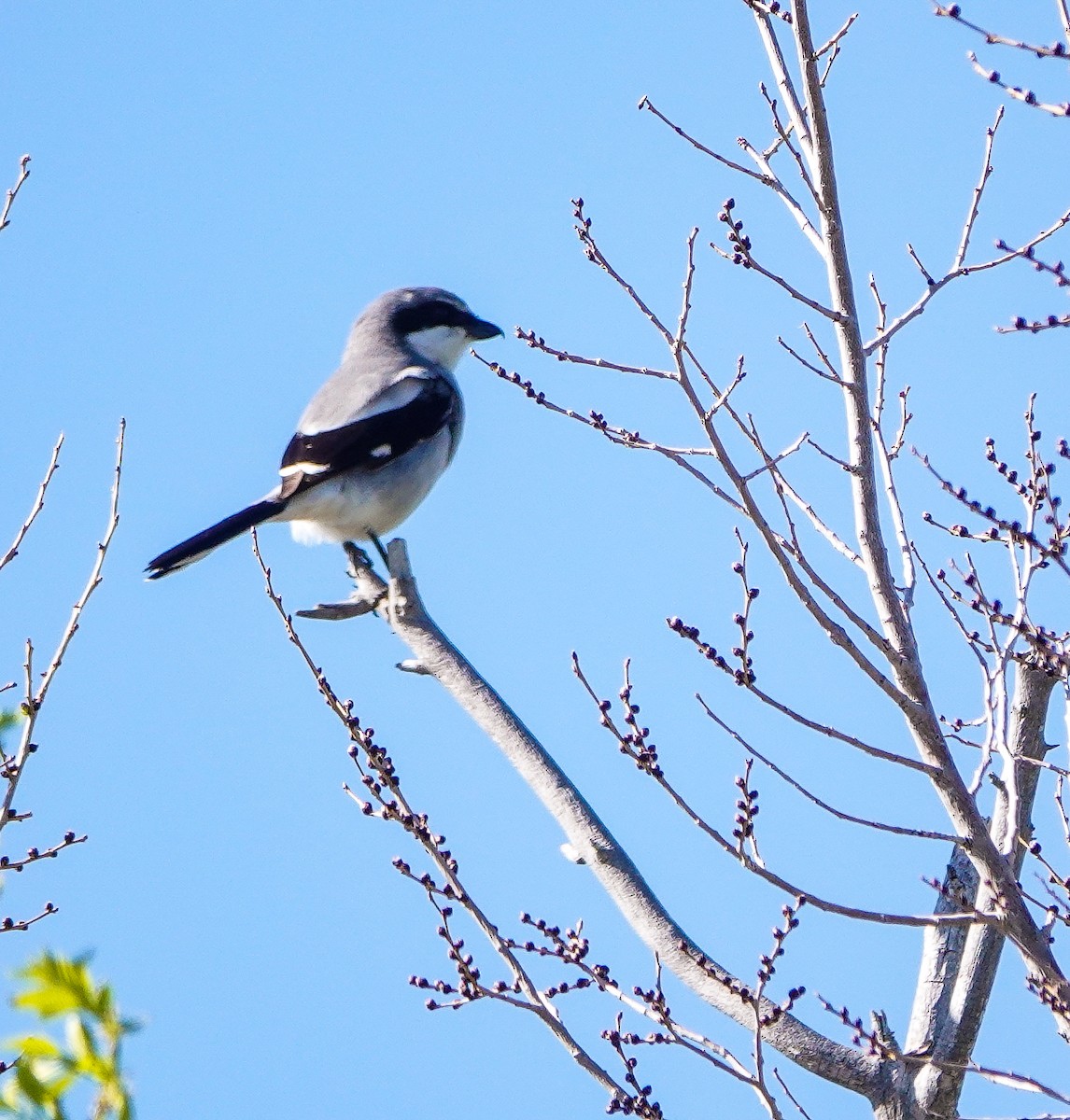 Loggerhead Shrike - ML453664311