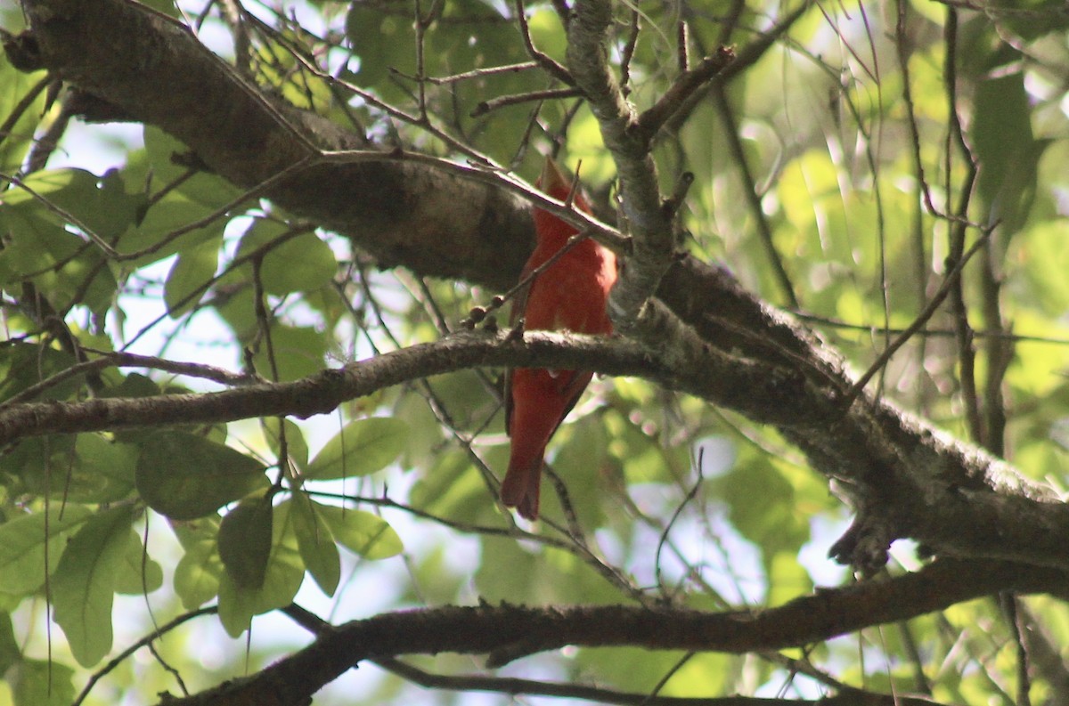 Summer Tanager - Carl Shavers