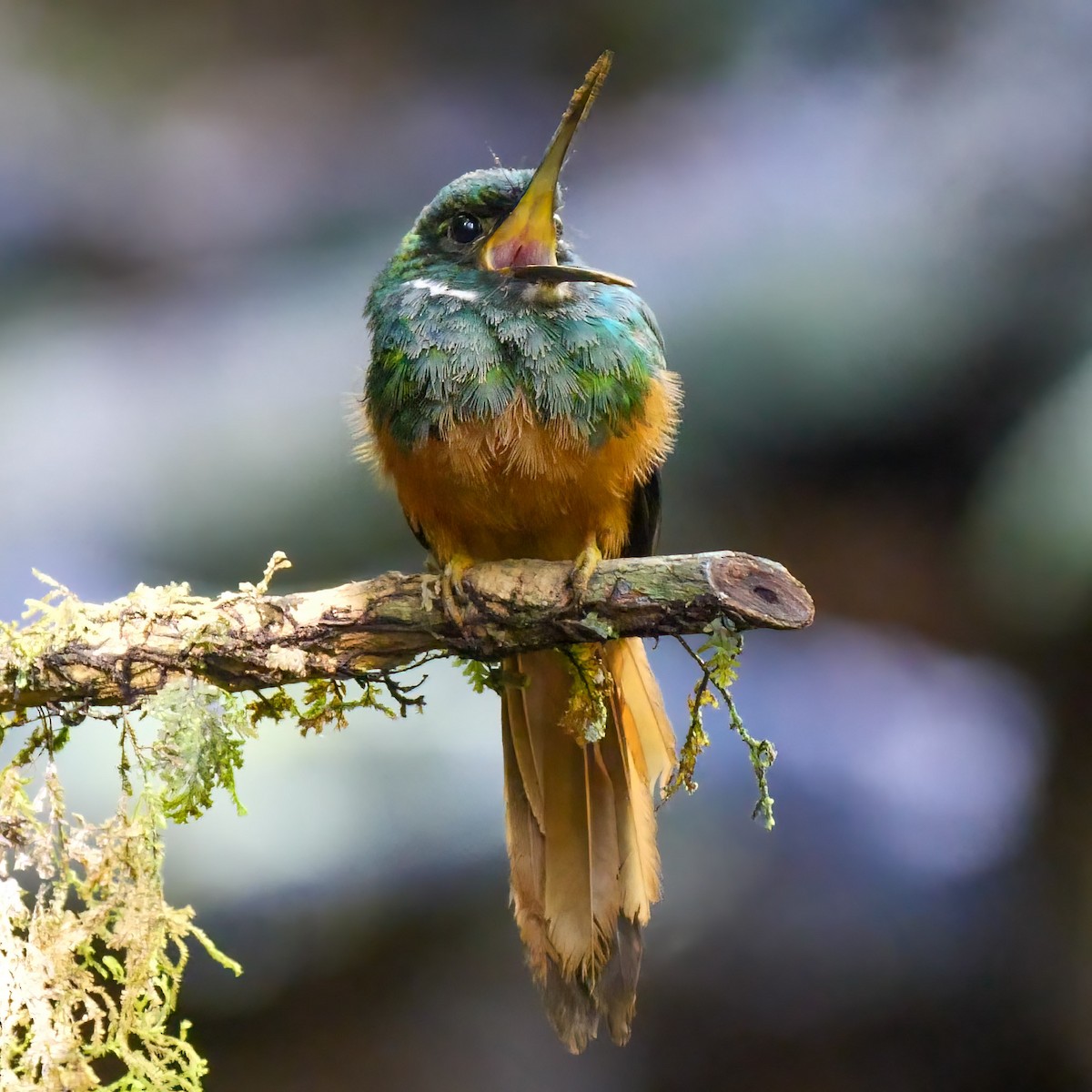 Rufous-tailed Jacamar - Mike Melton