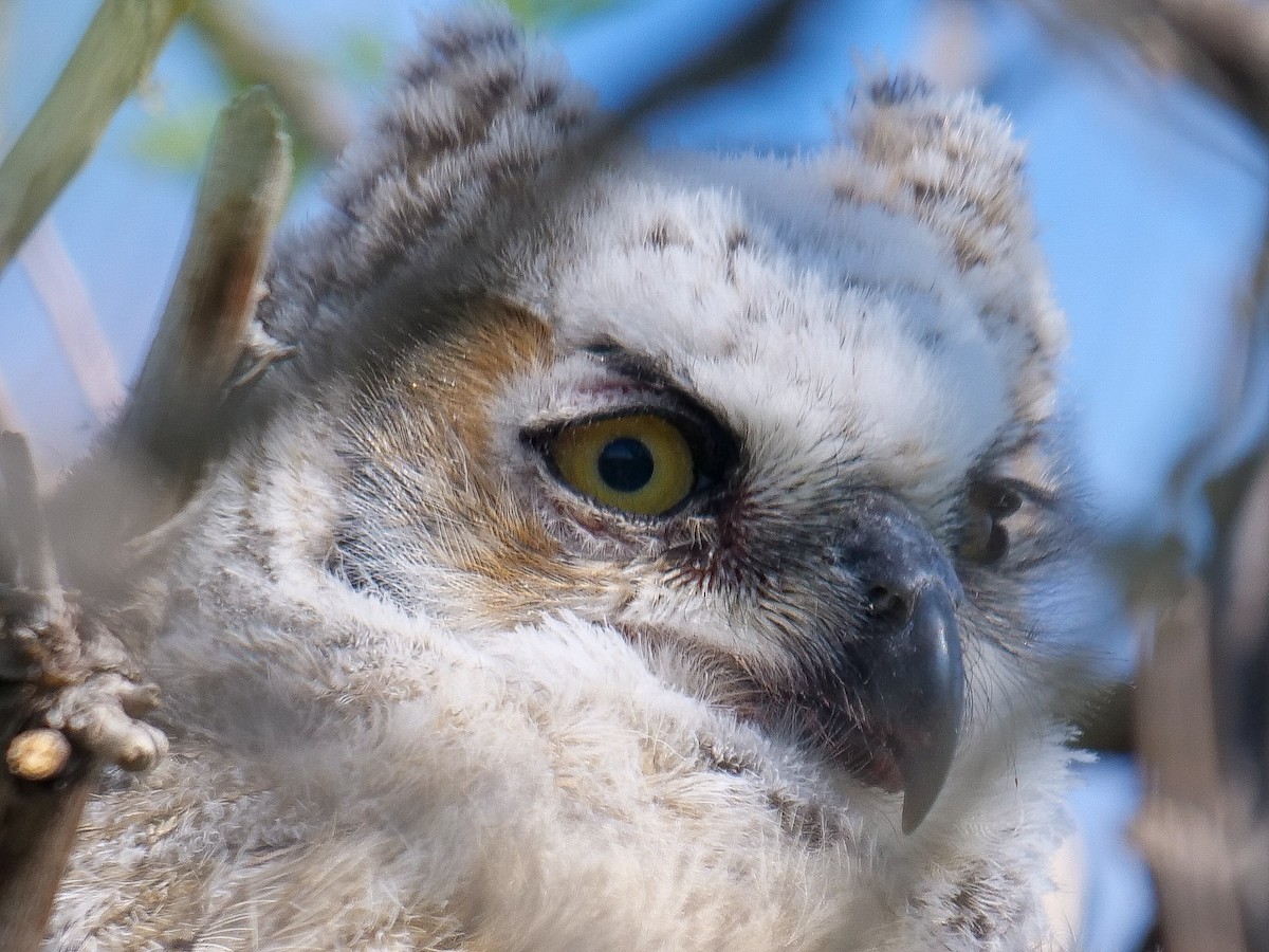 Great Horned Owl - Roger Horn