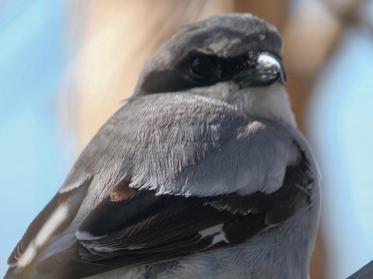 Loggerhead Shrike - ML453666341