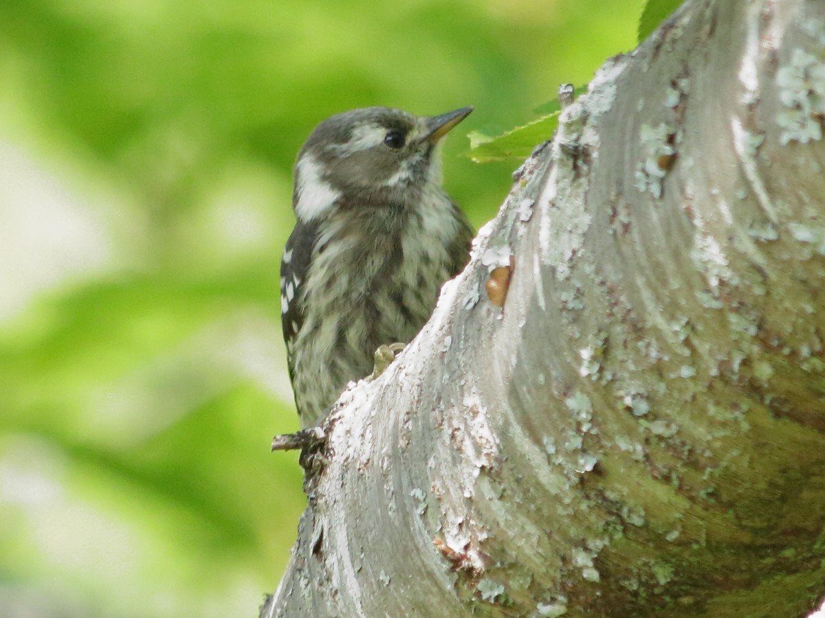 Japanese Pygmy Woodpecker - ML453668201
