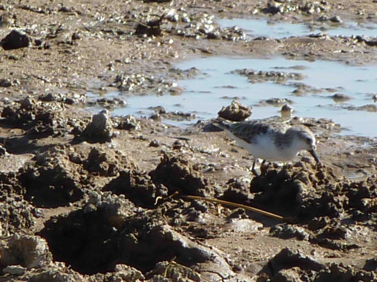 Little Stint - David Vickers