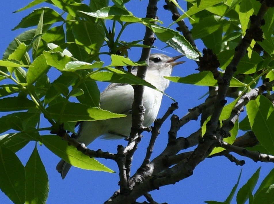 Warbling Vireo - Francis Stöckel