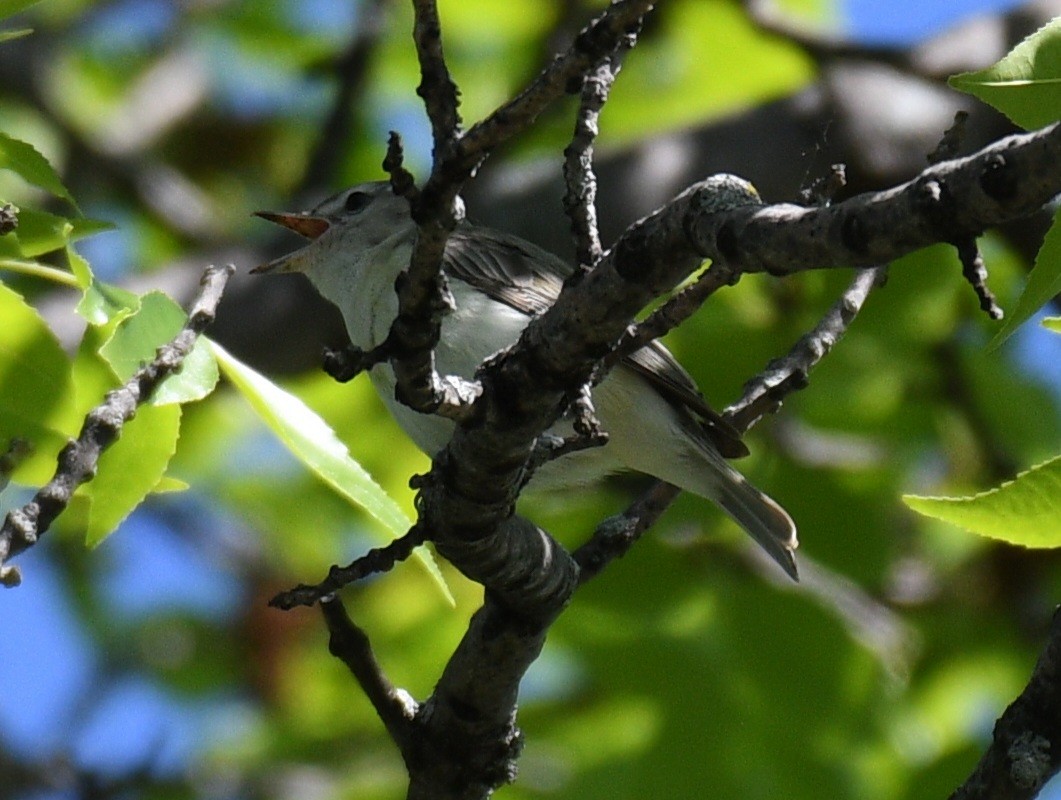 Warbling Vireo - Francis Stöckel