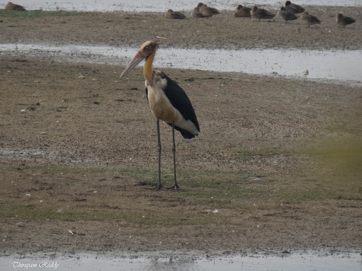 Lesser Adjutant - ML45366951