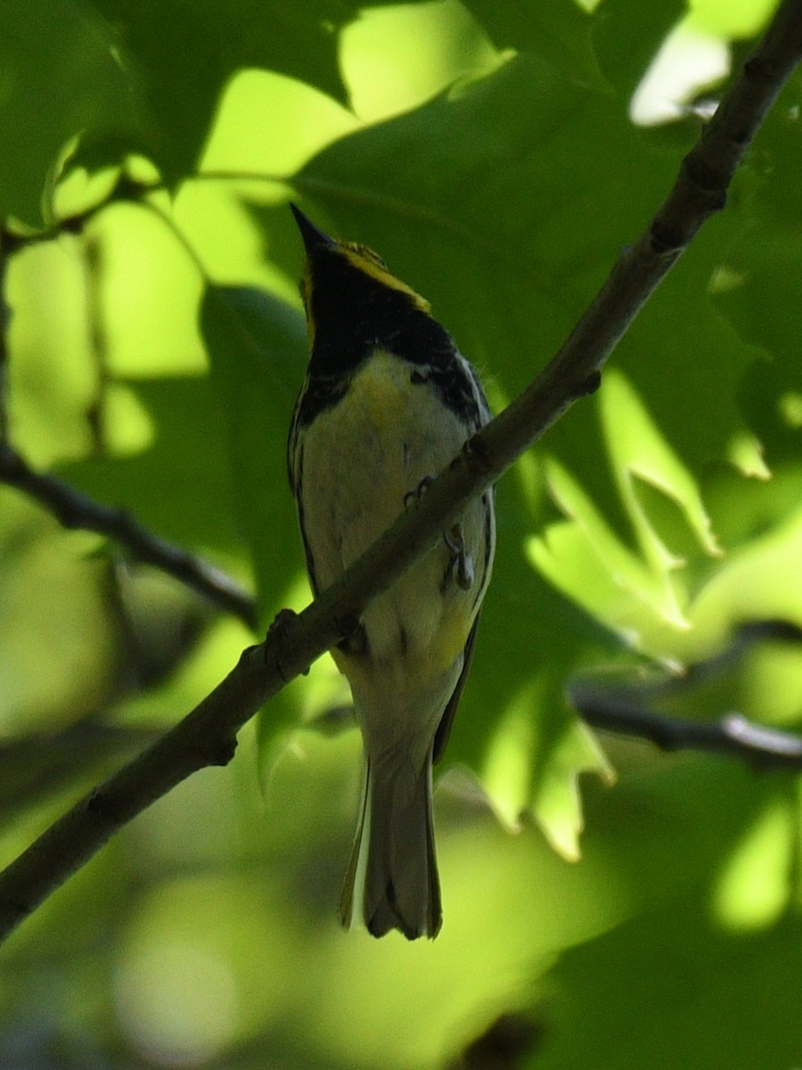 Black-throated Green Warbler - ML453669761